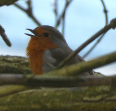 Erithacus rubecula