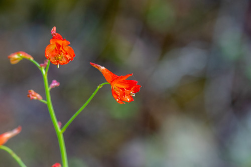 Delphinium nudicaule, photograph 6
