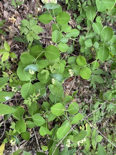 Lonicera reticulata, photograph 6