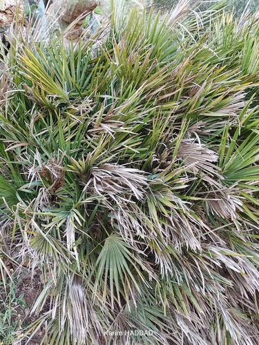Mediterranean fan palm