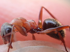 Formica rufibarbis
