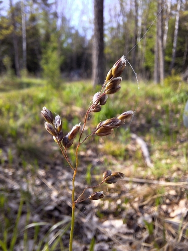 Anthoxanthum australe observed 2026-05-17