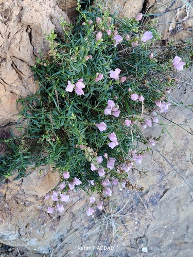greater snapdragon