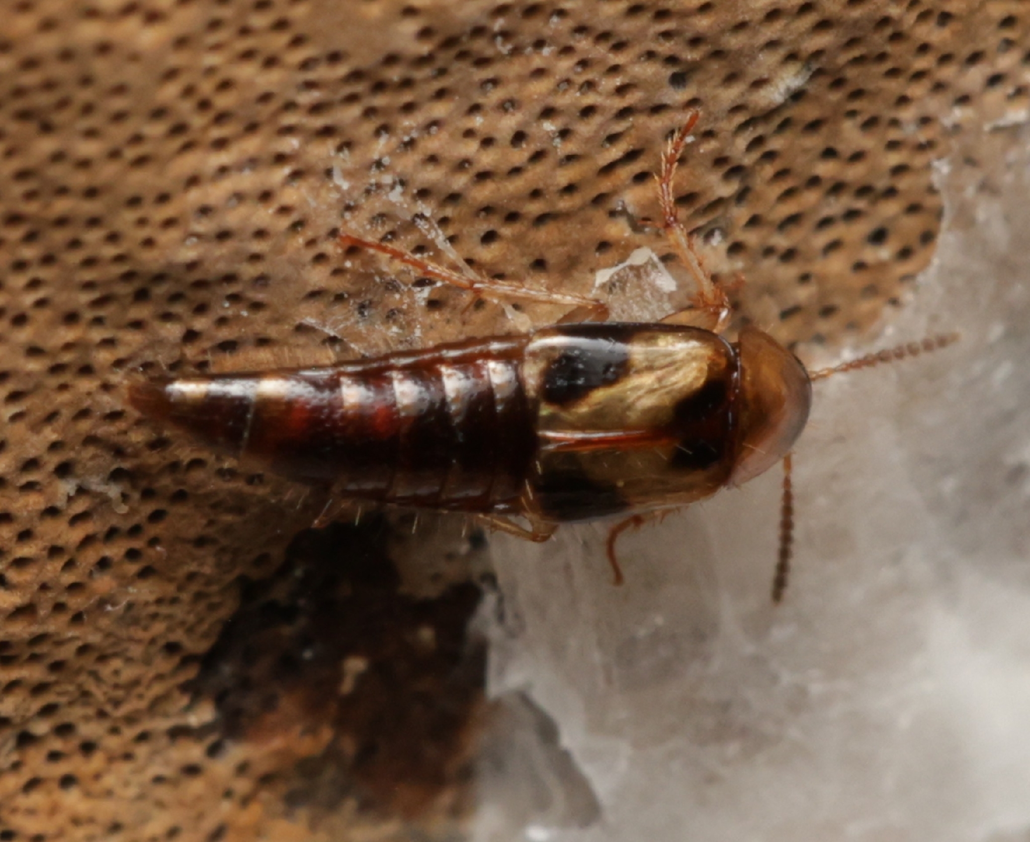 Lordithon thoracicus