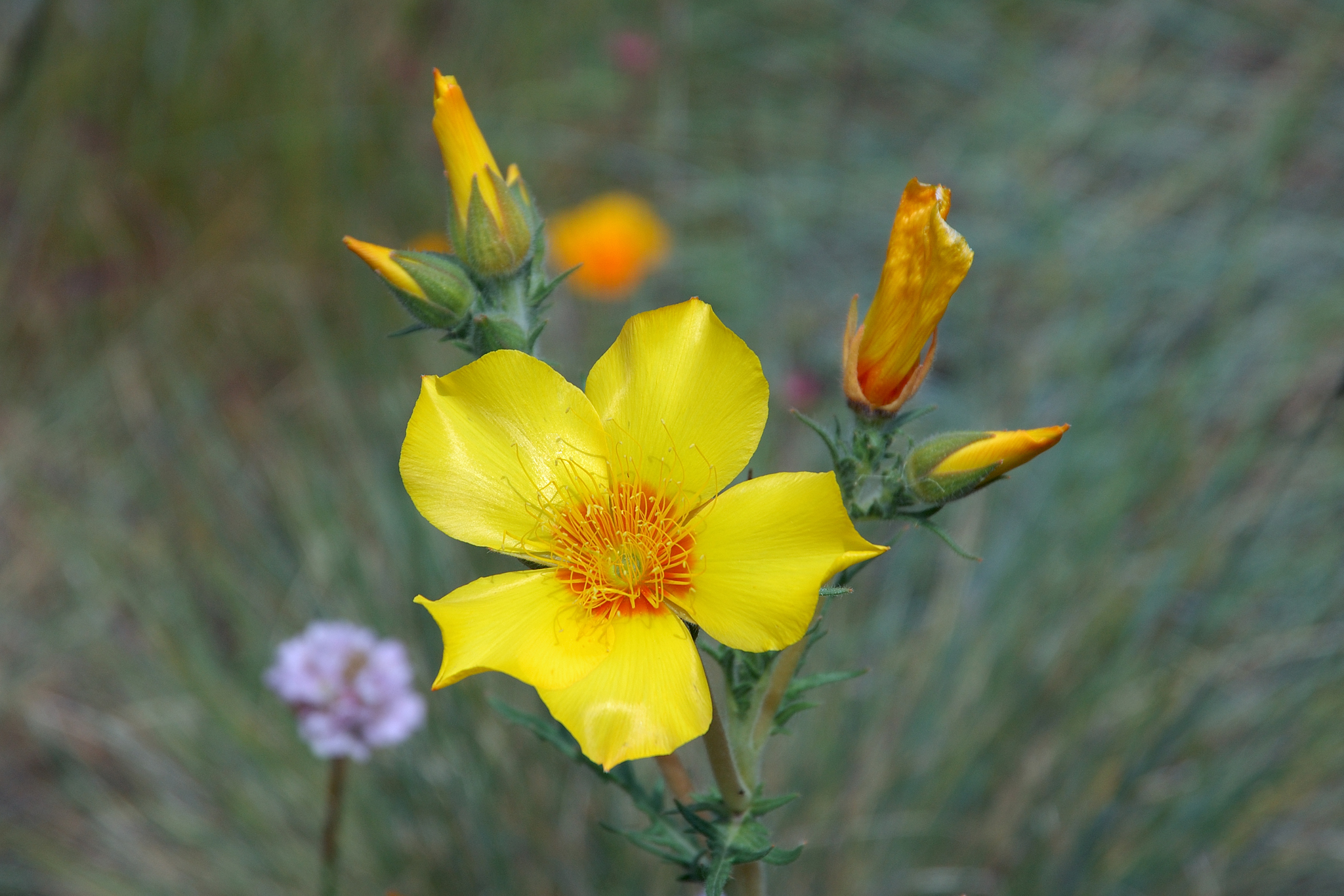 Mentzelia lindleyi