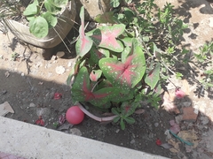 Caladium bicolor