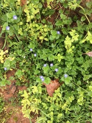 Veronica persica