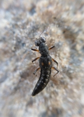 Stenus bimaculatus