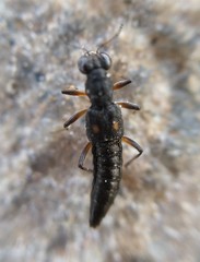 Stenus bimaculatus