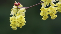 Corylopsis