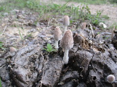 Coprinopsis pseudonivea