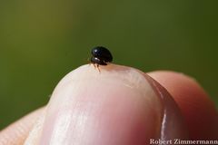 Coleoptera