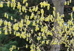 Corylopsis