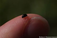 Coleoptera