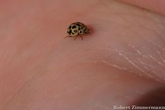 Tytthaspis sedecimpunctata