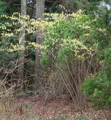 Corylopsis