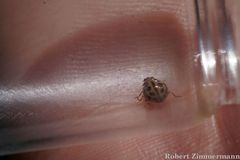 Tytthaspis sedecimpunctata