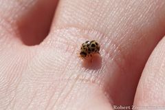 Tytthaspis sedecimpunctata