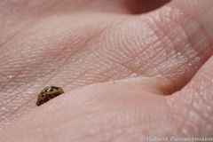 Tytthaspis sedecimpunctata