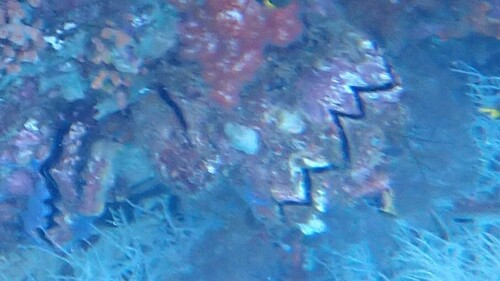 Giant Honeycomb Oyster — seen at this dive site