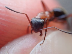 Formica rufibarbis