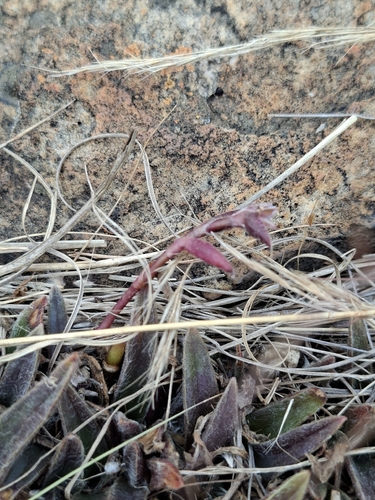 Cyanotis lapidosa