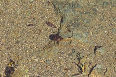 Acilius abbreviatus