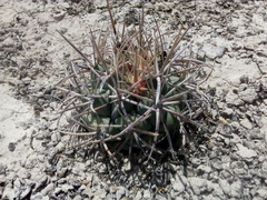 Coryphantha poselgeriana