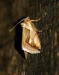 Deltote cumalinea