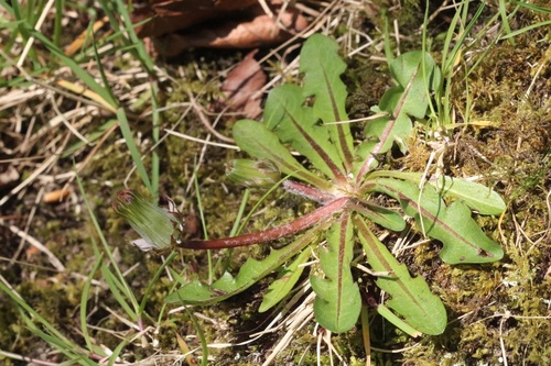 Bertha's dandelion (Taraxacum berthae)