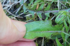 Taraxacum berthae