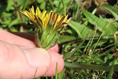 Taraxacum berthae