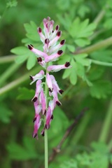 Fumaria purpurea