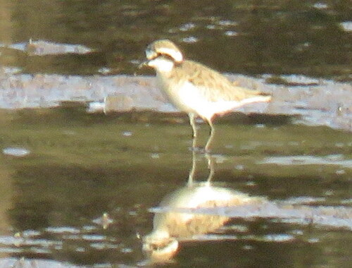 iNaturalist image