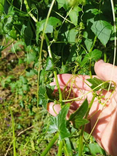 White Bryony