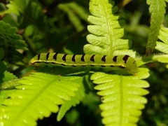 Callopistria floridensis