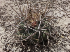 Coryphantha poselgeriana