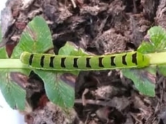Callopistria floridensis