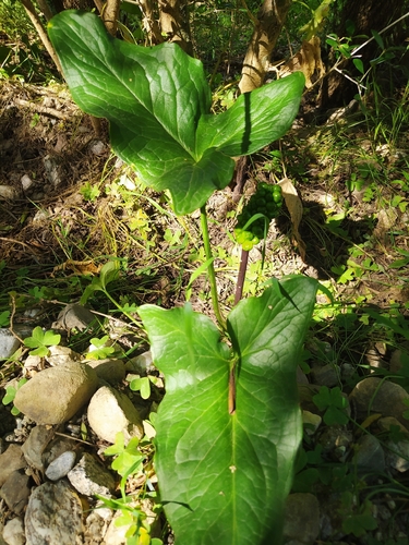 Italian arum