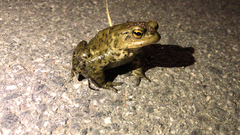 Bufo bufo