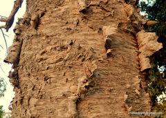Araucariaceae