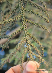 Araucariaceae