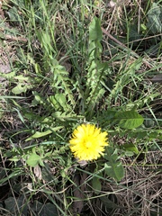 Taraxacum exsertiforme
