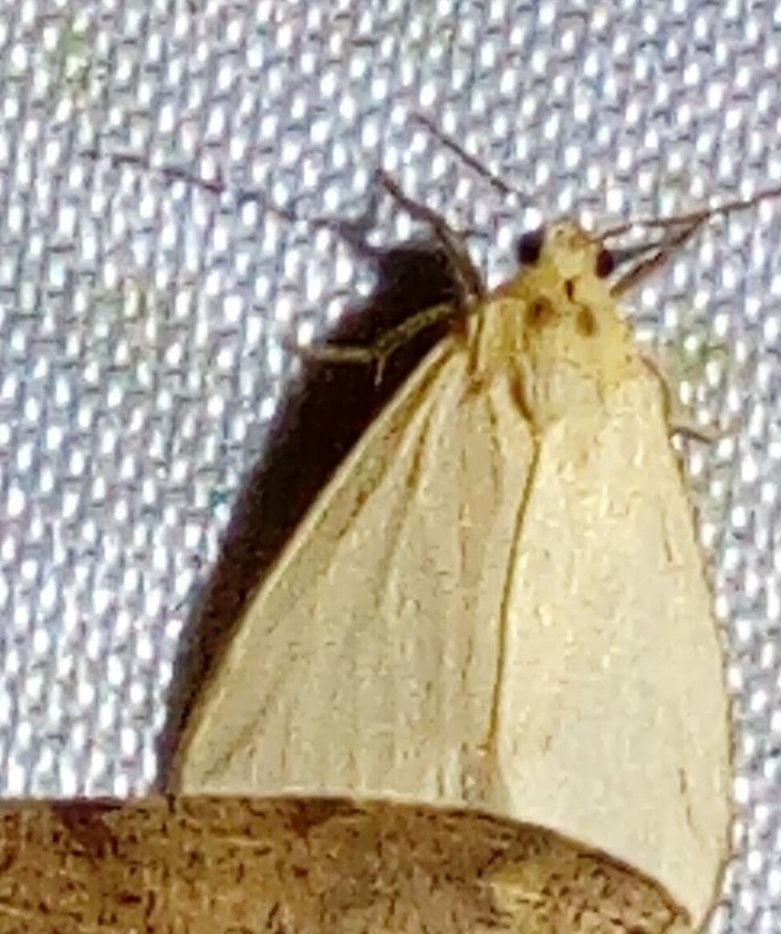 Asota diastropha