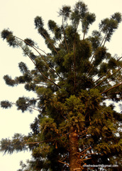 Araucariaceae
