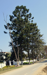 Araucariaceae