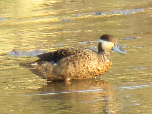 iNaturalist image