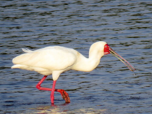 iNaturalist: (c) Gigi Laidler, some rights reserved (CC BY-NC), uploaded by Gigi Laidler iNaturalist image