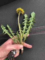 Taraxacum exsertiforme