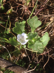 Nemophila menziesii